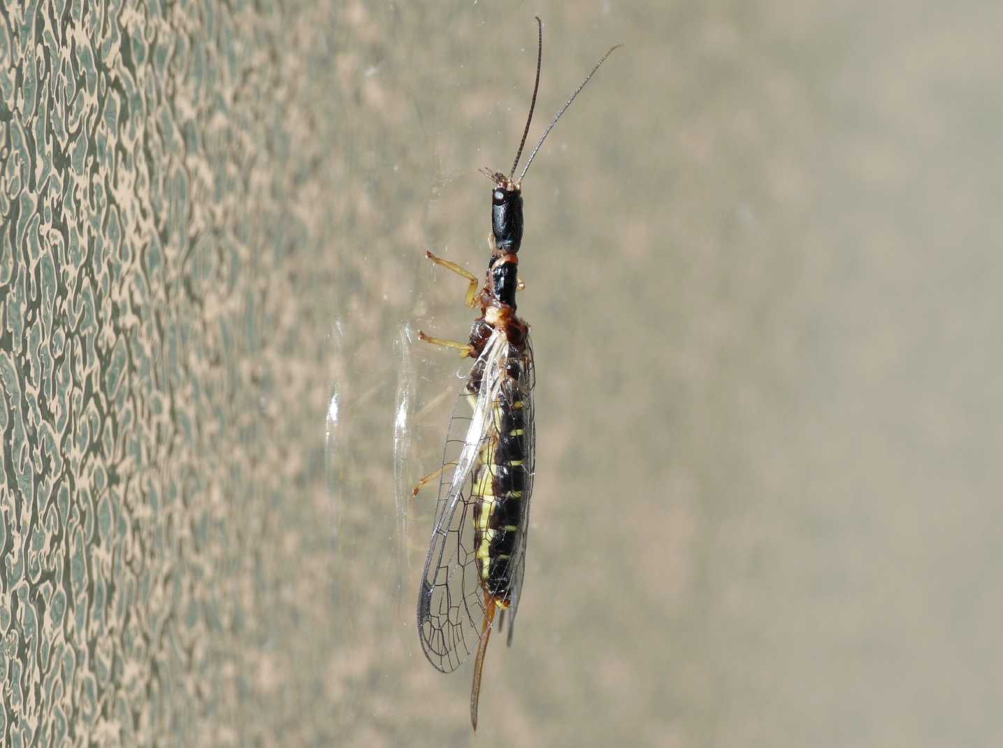 Parainocellia bicolor